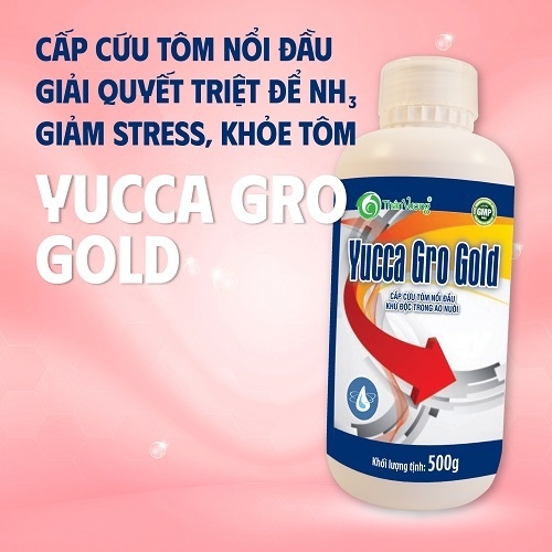 YUCCA GRO GOLD - Hấp thụ khí độc ao tôm