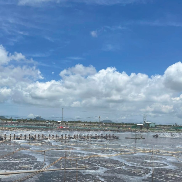 Siêu lắng tụ hữu cơ ao nuôi tôm cá AQUA BLOCK GOLD