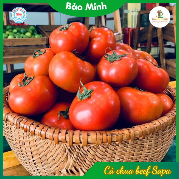 Cà chua Beef 100% Organic Sapa