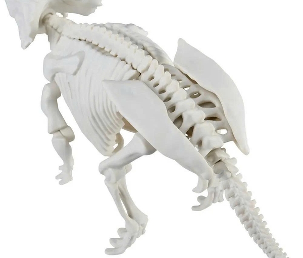 [HÀNG SẴN] BANDAI MÔ HÌNH LẮP RÁP PLANNOSAURUS Pachyrhinosaurus