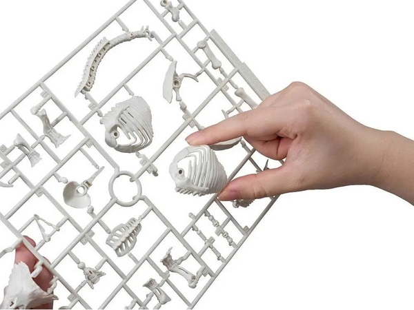 [HÀNG SẴN] BANDAI MÔ HÌNH LẮP RÁP PLANNOSAURUS Pachyrhinosaurus