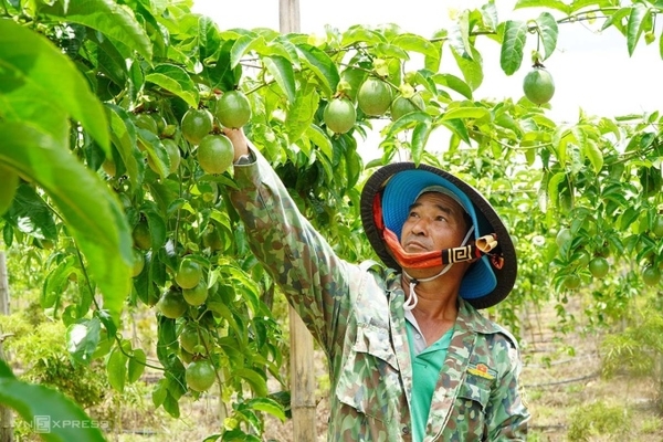 Nông dân 'lợi kép' khi ghép chanh dây với gốc lạc tiên