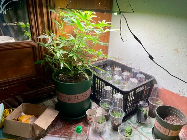 9X lên mạng học cách trồng cần sa rồi... hào phóng tặng bạn bè