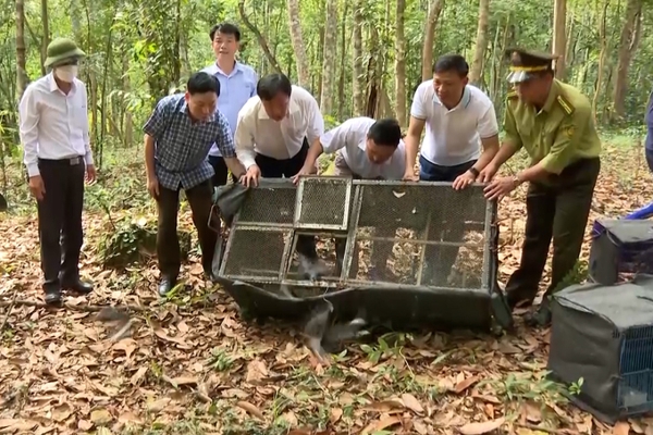 Thả gần 200 động vật hoang dã về tự nhiên