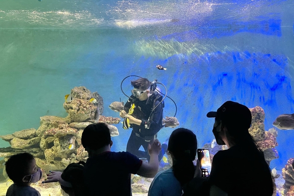 ‘Bảo mẫu’ của hàng nghìn sinh vật biển