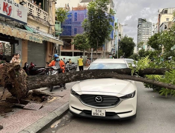 Cây ngã đè ôtô ở trung tâm TP HCM