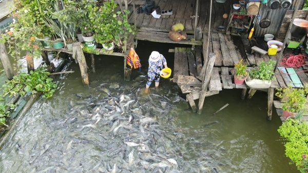Vợ chồng lái đò 'cưu mang' đàn cá sông