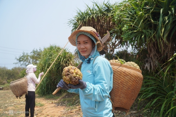 Thu hoạch dứa dại trên đảo Phú Quý