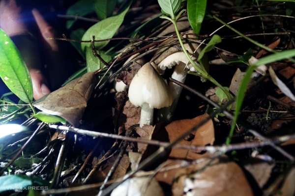Đổ xô vào rừng săn nấm mối