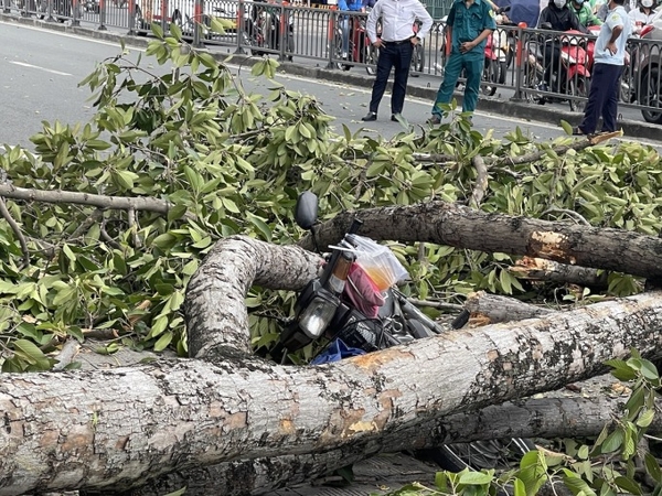 Nhánh cây rơi trúng ba người đi xe máy