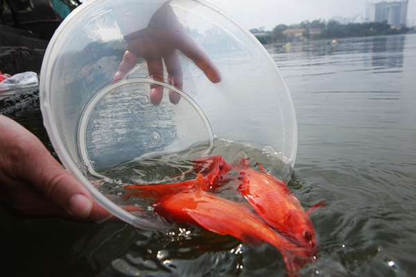 Thả cá chép và cúng ông Công ông Táo như thế nào cho đúng ý nghĩa?