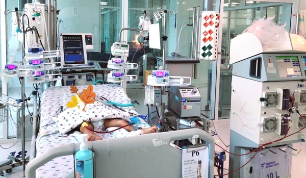 TP.HCM: Chạy ECMO, lọc máu liên tục cứu bé trai bị ong vò vẽ đốt 15 mũi