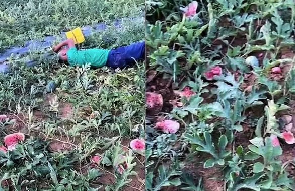 Lão nông khóc ngất bên ruộng dưa hấu nghi bị kẻ gian phá hoại