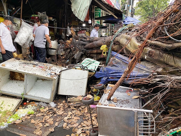 TP.HCM: Cây đa cổ thụ bật gốc đè 2 ô tô, nhiều người gào khóc bỏ chạy