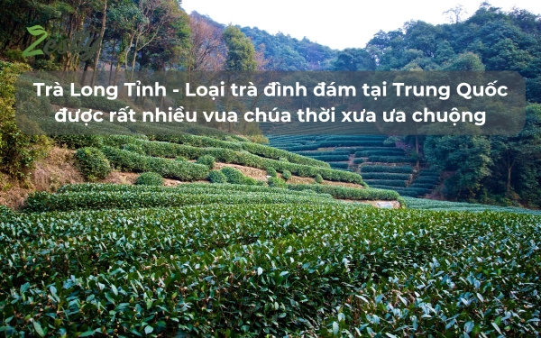 Bạn biết gì về Trà Long Tỉnh - loại trà đình đám tại Trung Quốc được rất nhiều vua chúa thời xưa ưa chuộng