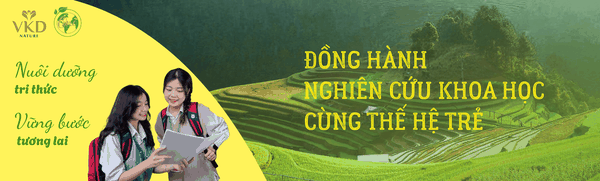Mì Nàng Ngô