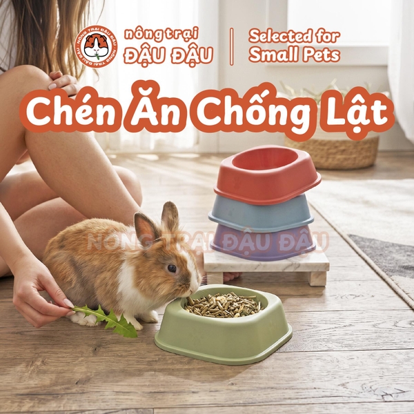 Chén Ăn Chống Lật Cho Thỏ, Bọ Ú, Chinchilla, Chó, Mèo