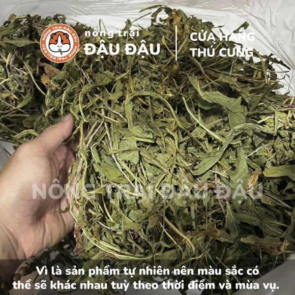 Cỏ Bồ Công Anh