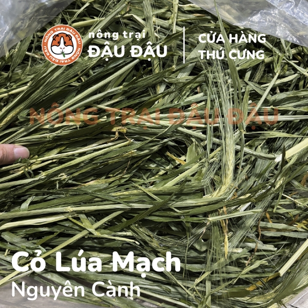 Cỏ Lúa Mạch - Đậu Đậu Fresh Select