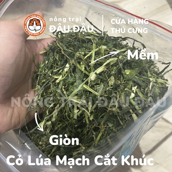 Cỏ Lúa Mạch Cắt Khúc