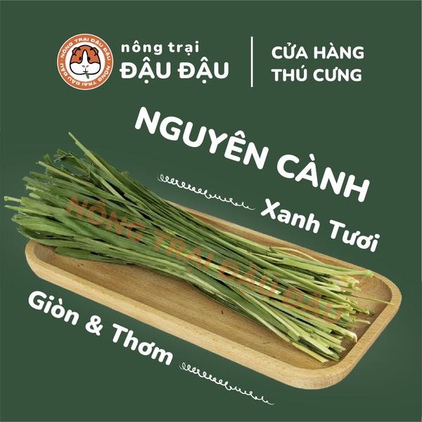 Cỏ Lúa Mì