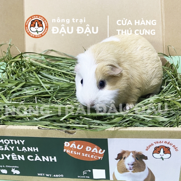 Cỏ Timothy Sấy Lạnh Cho Thỏ, Bọ Ú, Chinchilla Nguyên Cành Siêu Xanh Lá Mềm 480g 980g