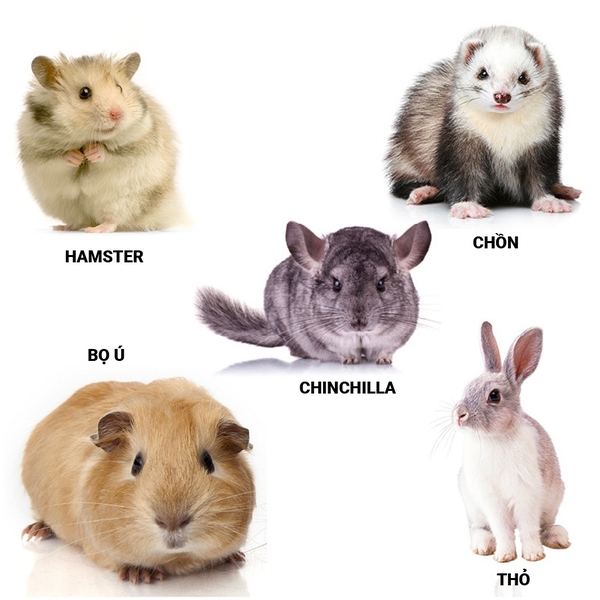 Sữa Tắm Khô Marsa Cho Thỏ, Bọ Ú, Hamster, Chinchilla 100ml