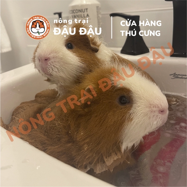 Sữa Tắm Cho Bọ Ú, Thó Nhỏ Hiệu Kerry Chống Rụng Lông, Mượt Lông, Dưỡng Ẩm 100ml