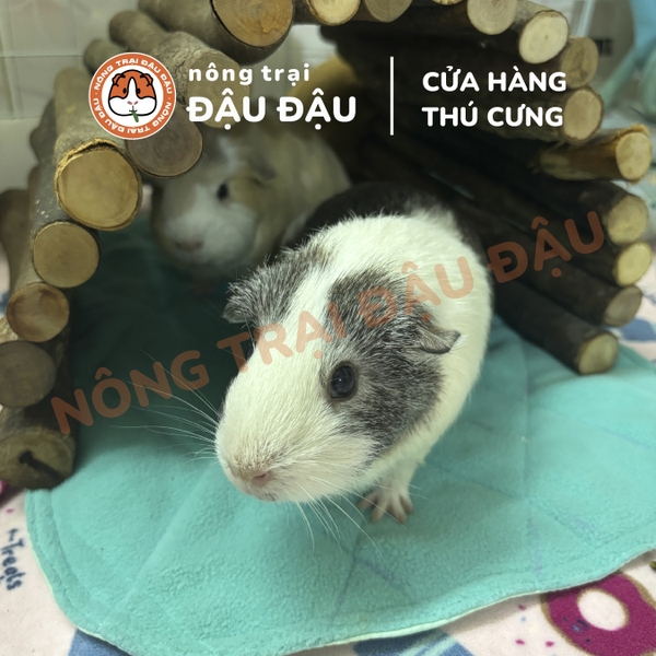 Thảm Thấm Hút Lót Chuồng Cho Thỏ, Bọ Ú (Chuột Lang) Đậu Đậu Pee Pads