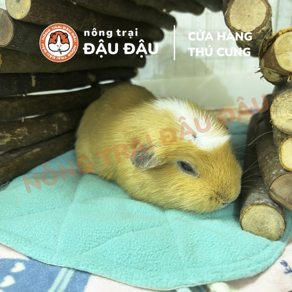 Thảm Thấm Hút Lót Chuồng Cho Thỏ, Bọ Ú (Chuột Lang) Đậu Đậu Pee Pads