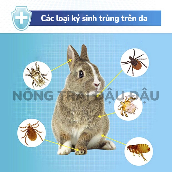 Thuốc Diệt Ve Rận, Bọ Chét, Mạt Cho Thỏ, Bọ Ú, Chinchilla Hiệu DrBunny Tuýp 0.75ml