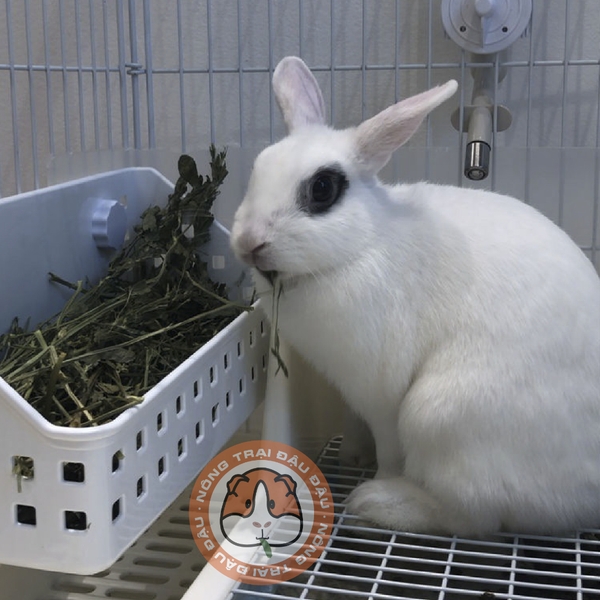 Máng Cỏ Khô Cho Bọ Ú, Thỏ, Chinchilla Khay Cỏ Tiện Lợi, Sức Chứa Lớn