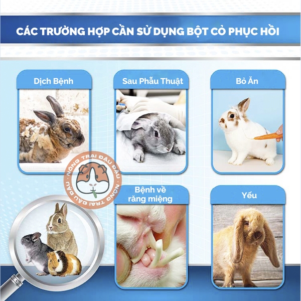 Bột Cỏ Phục Hồi Sức Khoẻ Khẩn Cấp Cho Thỏ, Bọ Ú, Chinchilla DrBunny Procare DR359 150g