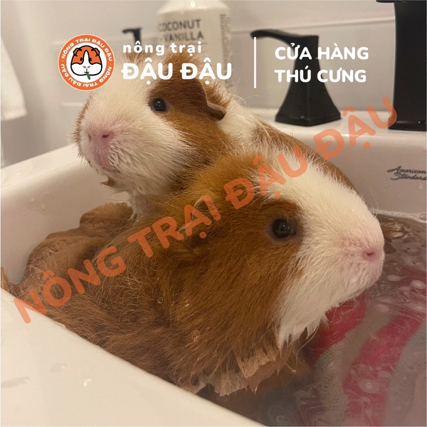Sữa Tắm Bioline Cho Bọ Ú, Hamster, Nhím, Rat, Thú Nhỏ 200ml