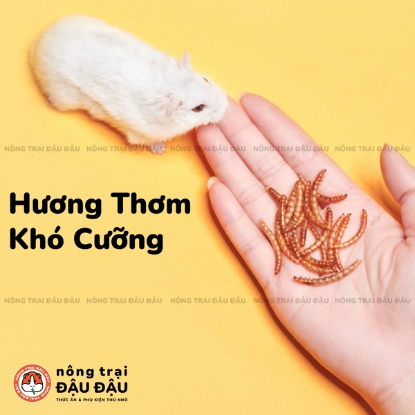 Sâu Sấy Yee - Hộp 110g