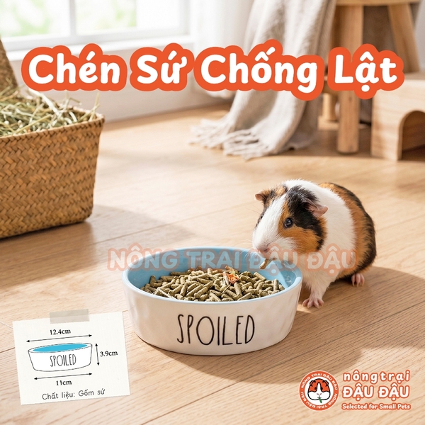 Chén Ăn Chống Lật Cho Thỏ, Bọ Ú, Chinchilla, Chó, Mèo In Hình Spoiled Gốm Sứ Cao Cấp