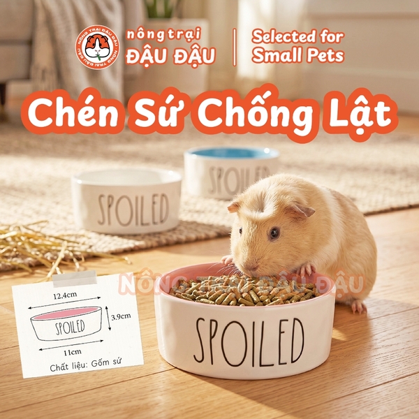 Chén Ăn Chống Lật Cho Thỏ, Bọ Ú, Chinchilla, Chó, Mèo In Hình Spoiled Gốm Sứ Cao Cấp