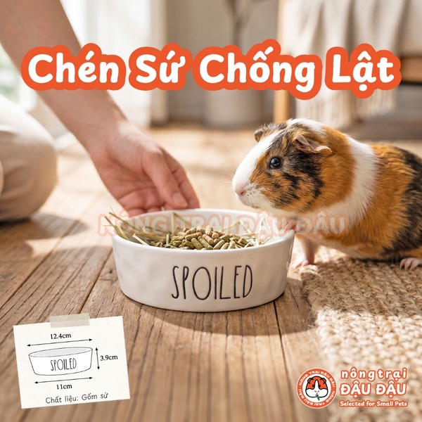 Chén Ăn Chống Lật Cho Thỏ, Bọ Ú, Chinchilla, Chó, Mèo In Hình Spoiled Gốm Sứ Cao Cấp