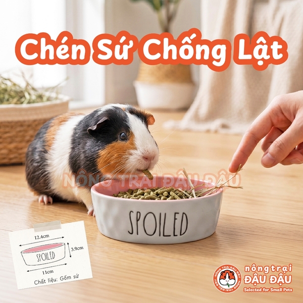 Chén Ăn Chống Lật Cho Thỏ, Bọ Ú, Chinchilla, Chó, Mèo In Hình Spoiled Gốm Sứ Cao Cấp