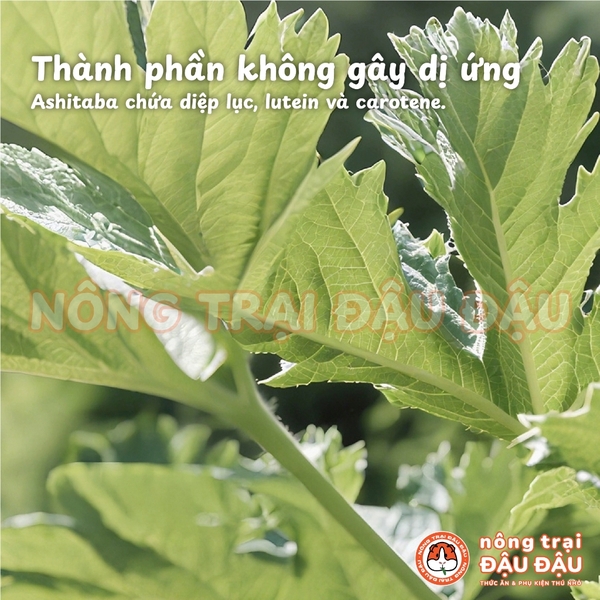Bánh Cỏ Timothy Mài Răng Cho Thỏ, Bọ Ú, Chinchilla, Thú Nhỏ Bổ Sung Ashitaba Hỗ Trợ Tiêu Hoá 70g