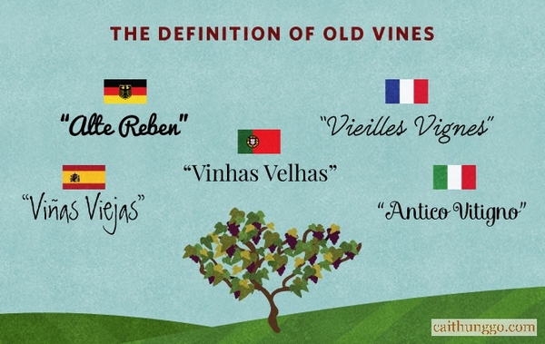 "Old Vines" (Gốc Nho Già) Thực Chất Có Ý Nghĩa Gì?