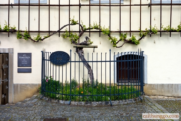  Cây Nho Cổ ở Maribor, Slovenia