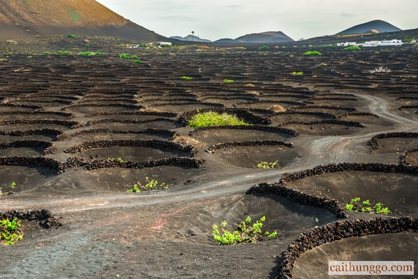 1. Vườn Nho Sa Mạc Núi Lửa ở Lanzarote, Quần Đảo Canary, Tây Ban Nha