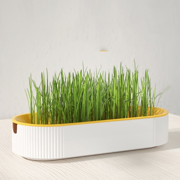 Khay trồng cỏ mèo Oval - Giúp tăng khả năng tiêu hóa