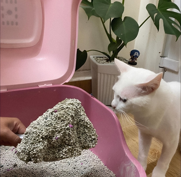 [4KG] CÁT VỆ SINH CHO MÈO KIMIKO (9L) - HƯƠNG HOA NHÀI TRUNG HÒA MÙI - TIẾT KIỆM THỜI GIAN DỌN DẸP CHO MÈO