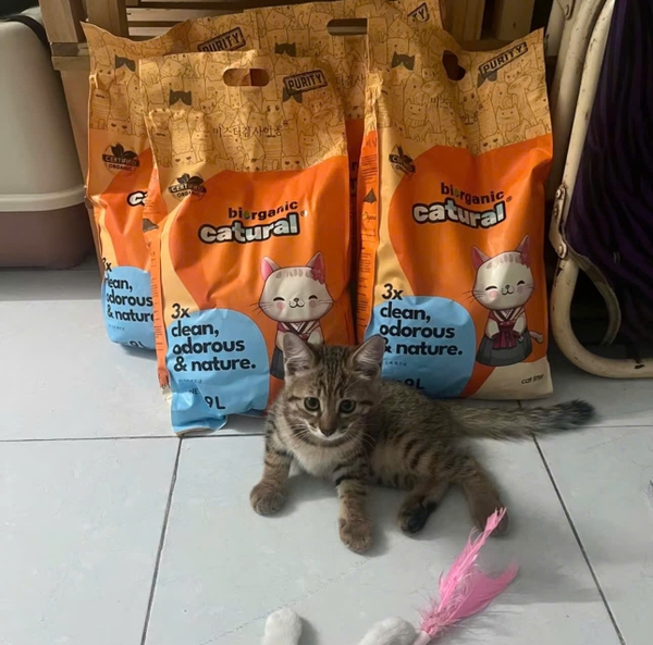 COMBO 3 GÓI CÁT BENTONITE MRKIM 4kg - VÓN CỤC KHỬ MÙI TỐT