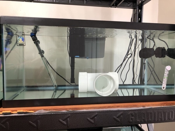 Bể cách ly nâng cao cho cá biển với lọc ngoài, ống PVC và thiết bị hỗ trợ