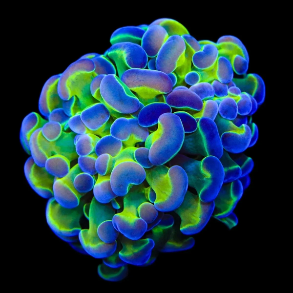 San hô Búa Holy Grail (Euphyllia ancora – wall type) với tua đầu dẹp màu xanh neon viền vàng chanh, độ phát sáng cực mạnh
