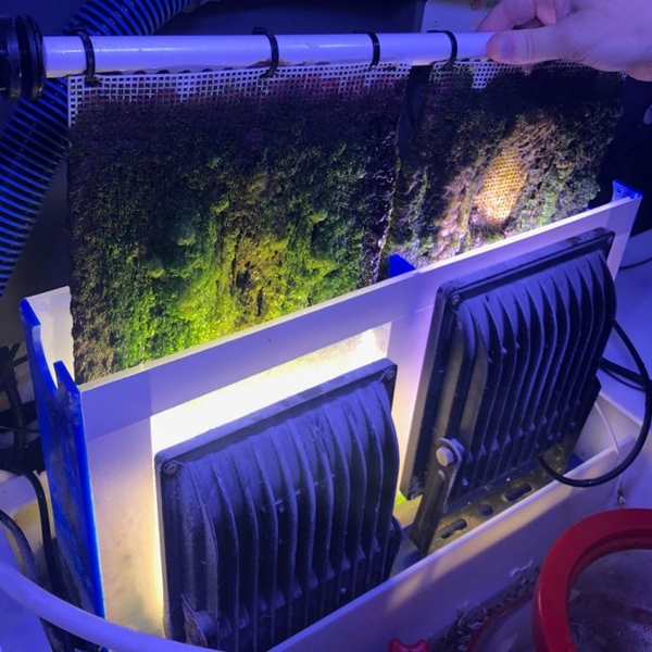 Hệ thống refugium và ATS sử dụng vi tảo để hấp thụ nitrate và phosphate, giúp giữ nước sạch và ổn định trong bể cá biển