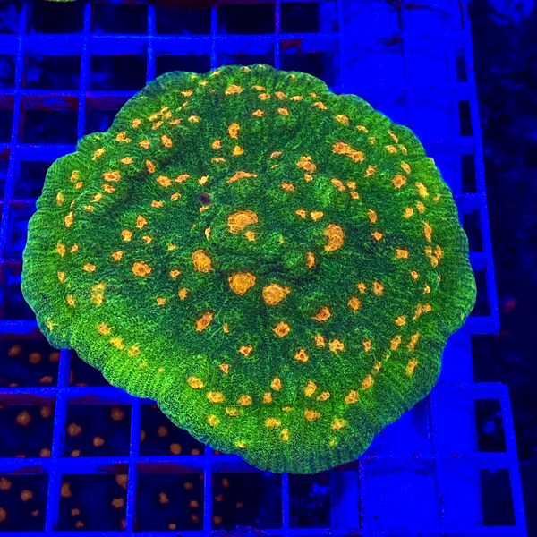 Space Invader Chalice phát triển trên giá đỡ Frag